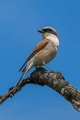 Rjavi_srakoper_Red_backed_shrike_20.jpg
