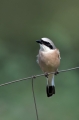 Rjavi_srakoper_Red_backed_shrike_21.jpg