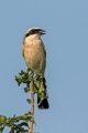 Rjavi_srakoper_Red_backed_shrike_22.jpg