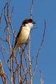 Rjavoglavi_srakoper_Woodchat_shrike_Lanius_senator_Srakoperji_Laniidae_05.jpg
