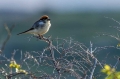 Rjavoglavi_srakoper_Woodchat_shrike_Lanius_senator_Srakoperji_Laniidae_07.jpg