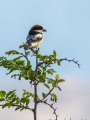 Rjavoglavi_srakoper_Woodchat_shrike_Lanius_senator_Srakoperji_Laniidae_09.jpg