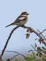 Rjavoglavi_srakoper_Woodchat_shrike_Lanius_senator_Srakoperji_Laniidae_10.jpg