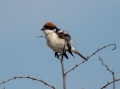 Rjavoglavi_srakoper_Woodchat_shrike_Lanius_senator_Srakoperji_Laniidae_11.jpg