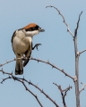 Rjavoglavi_srakoper_Woodchat_shrike_Lanius_senator_Srakoperji_Laniidae_12.jpg