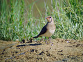 Rjavoperuta_komatna_tekica_Collared_pratincole_Glareola_pratincola_komatna_tekice_Glareolidae_03.jpg