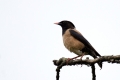 Roznati_skorec_Rosy_starling_Sturnus_roseus_Skorci_Sturnidae_01.jpg