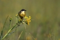 Rumena_pastirica_Yellow_wagtail_10.jpg