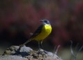 Rumena_pastirica_Yellow_wagtail_11.jpg