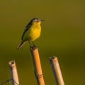Rumena_pastirica_Yellow_wagtail_13.jpg