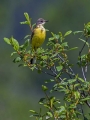 Rumena_pastirica_Yellow_wagtail_15.jpg