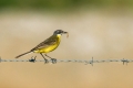 Rumena_pastirica_Yellow_wagtail_16.jpg