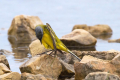 Rumena_pastirica_Yellow_wagtail_17.jpg