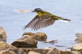 Rumena_pastirica_Yellow_wagtail_18.jpg