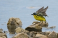 Rumena_pastirica_Yellow_wagtail_19.jpg