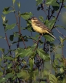 Rumena_pastirica_Yellow_wagtail_23.jpg