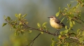 Rumena_pastirica_Yellow_wagtail_25.jpg