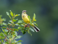 Rumena_pastirica_Yellow_wagtail_39.jpg