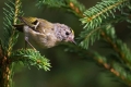 Rumenoglavi_kraljicek_Goldcrest_27.jpg