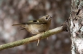 Rumenoglavi_kraljicek_Goldcrest_29.jpg