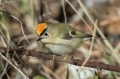 Rumenoglavi_kraljicek_Goldcrest_30.jpg