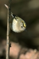 Rumenoglavi_kraljicek_Goldcrest_32.jpg