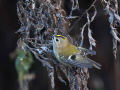 Rumenoglavi_kraljicek_Goldcrest_35.jpg