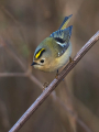 Rumenoglavi_kraljicek_Goldcrest_37.jpg