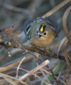 Rumenoglavi_kraljicek_Goldcrest_39.jpg