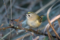 Rumenoglavi_kraljicek_Goldcrest_40.jpg