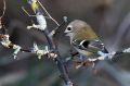 Rumenoglavi_kraljicek_Goldcrest_41.jpg
