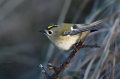 Rumenoglavi_kraljicek_Goldcrest_42.jpg