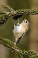 Rumenoglavi_kraljicek_Goldcrest_43.jpg