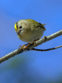 Rumenoglavi_kraljicek_Goldcrest_45.jpg