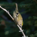 Rumenoglavi_kraljicek_Goldcrest_61.jpg