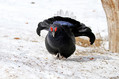 Rusevec_Black_grouse_11.jpg