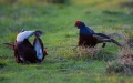 Rusevec_Black_grouse_Tetrao_tetrix_Koconoge_kure_Tetraonidae_Rusevec_17.jpg