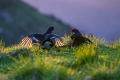 Rusevec_Black_grouse_Tetrao_tetrix_Koconoge_kure_Tetraonidae_Rusevec_19.jpg