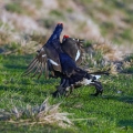 Rusevec_Black_grouse_Tetrao_tetrix_Koconoge_kure_Tetraonidae_Rusevec_21~0.jpg