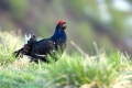Rusevec_Black_grouse_Tetrao_tetrix_Koconoge_kure_Tetraonidae_Rusevec_22.jpg