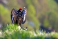 Rusevec_Black_grouse_Tetrao_tetrix_Koconoge_kure_Tetraonidae_Rusevec_23.jpg