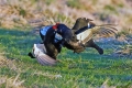 Rusevec_Black_grouse_Tetrao_tetrix_Koconoge_kure_Tetraonidae_Rusevec_25.jpg
