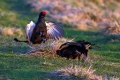 Rusevec_Black_grouse_Tetrao_tetrix_Koconoge_kure_Tetraonidae_Rusevec_26.jpg