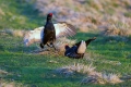 Rusevec_Black_grouse_Tetrao_tetrix_Koconoge_kure_Tetraonidae_Rusevec_27.jpg