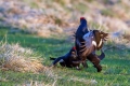 Rusevec_Black_grouse_Tetrao_tetrix_Koconoge_kure_Tetraonidae_Rusevec_28.jpg