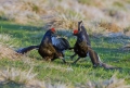 Rusevec_Black_grouse_Tetrao_tetrix_Koconoge_kure_Tetraonidae_Rusevec_36.jpg