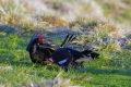Rusevec_Black_grouse_Tetrao_tetrix_Koconoge_kure_Tetraonidae_Rusevec_37.jpg