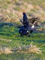Rusevec_Black_grouse_Tetrao_tetrix_Koconoge_kure_Tetraonidae_Rusevec_38.jpg