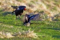 Rusevec_Black_grouse_Tetrao_tetrix_Koconoge_kure_Tetraonidae_Rusevec_40.jpg