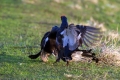 Rusevec_Black_grouse_Tetrao_tetrix_Koconoge_kure_Tetraonidae_Rusevec_46.jpg